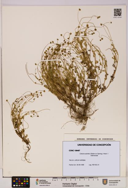 Cotula australis [Espécimen: UDEC:CONC:0108467]
