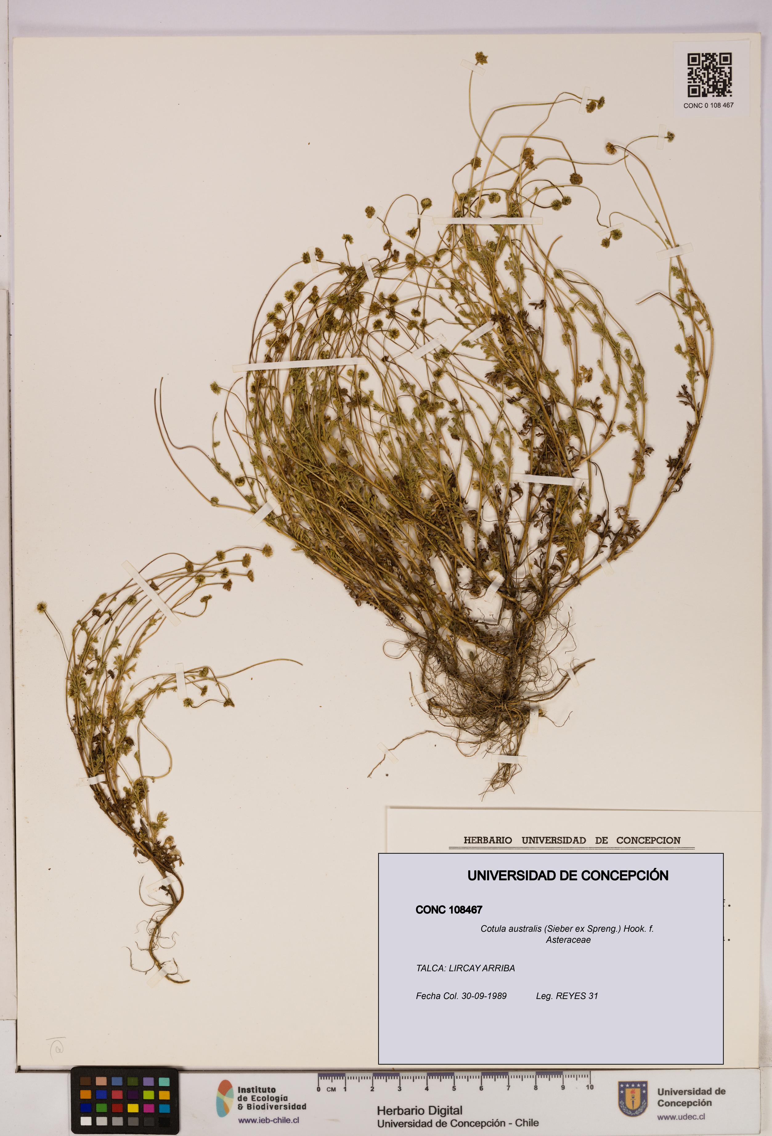 Cotula australis [Espécimen: UDEC:CONC:0108467]