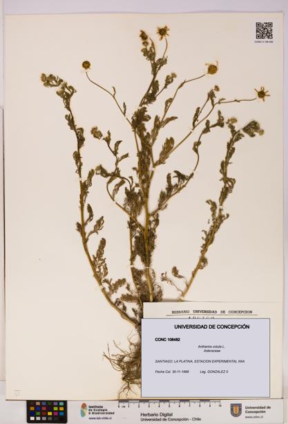 Anthemis cotula [Espécimen: UDEC:CONC:0108482]