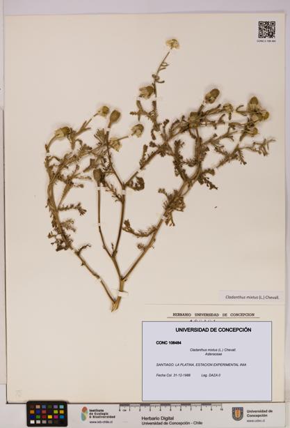 Cladanthus mixtus [Espécimen: UDEC:CONC:0108484]
