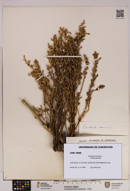 Orobanche ramosa [Espécimen: UDEC:CONC:0108485]