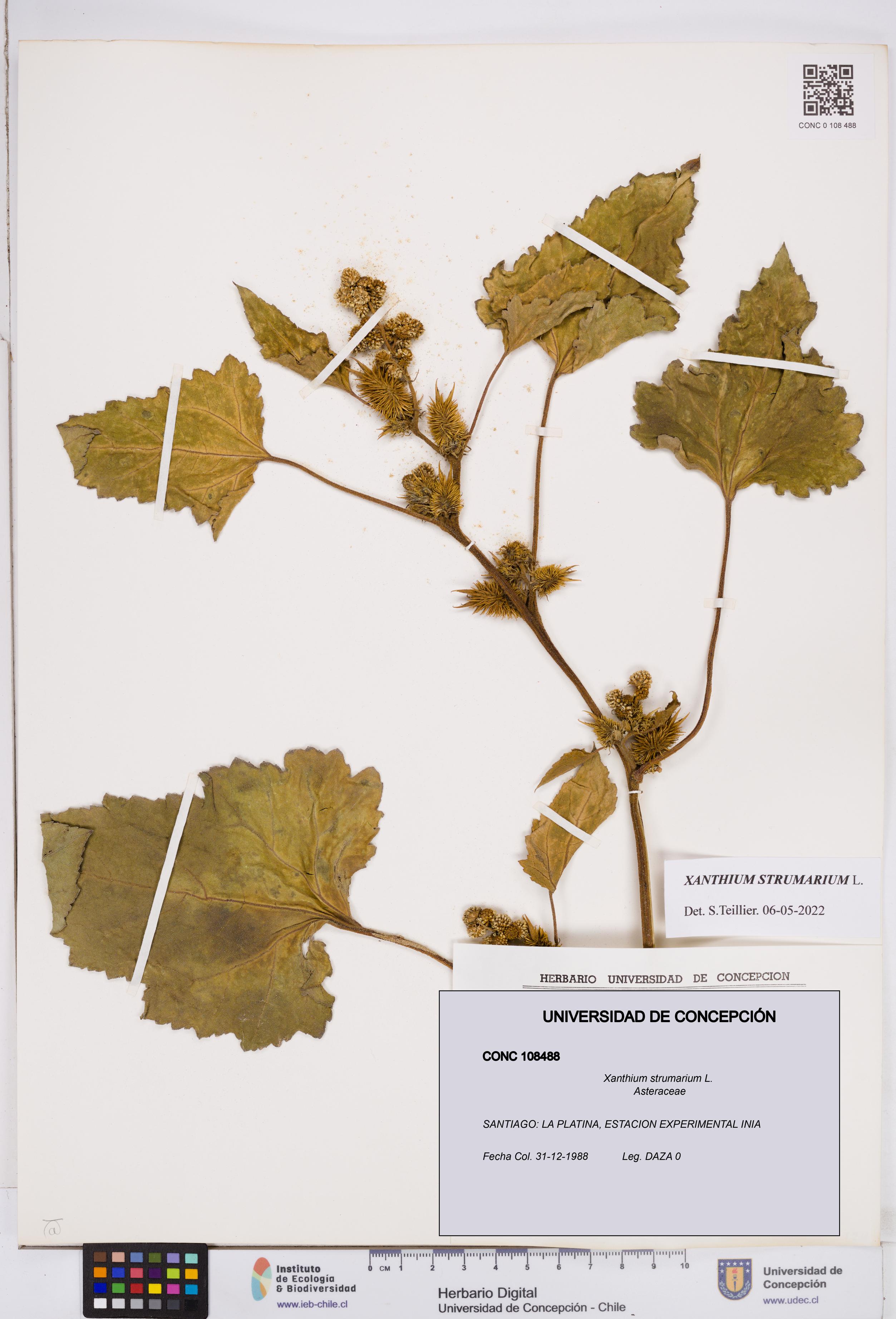 Xanthium strumarium [Espécimen: ]