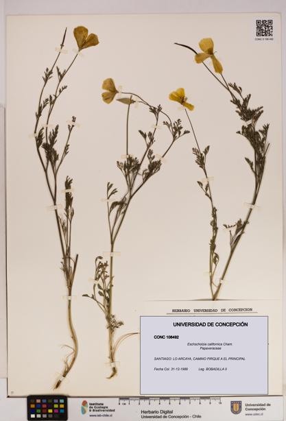 Eschscholzia californica [Espécimen: UDEC:CONC:0108492]