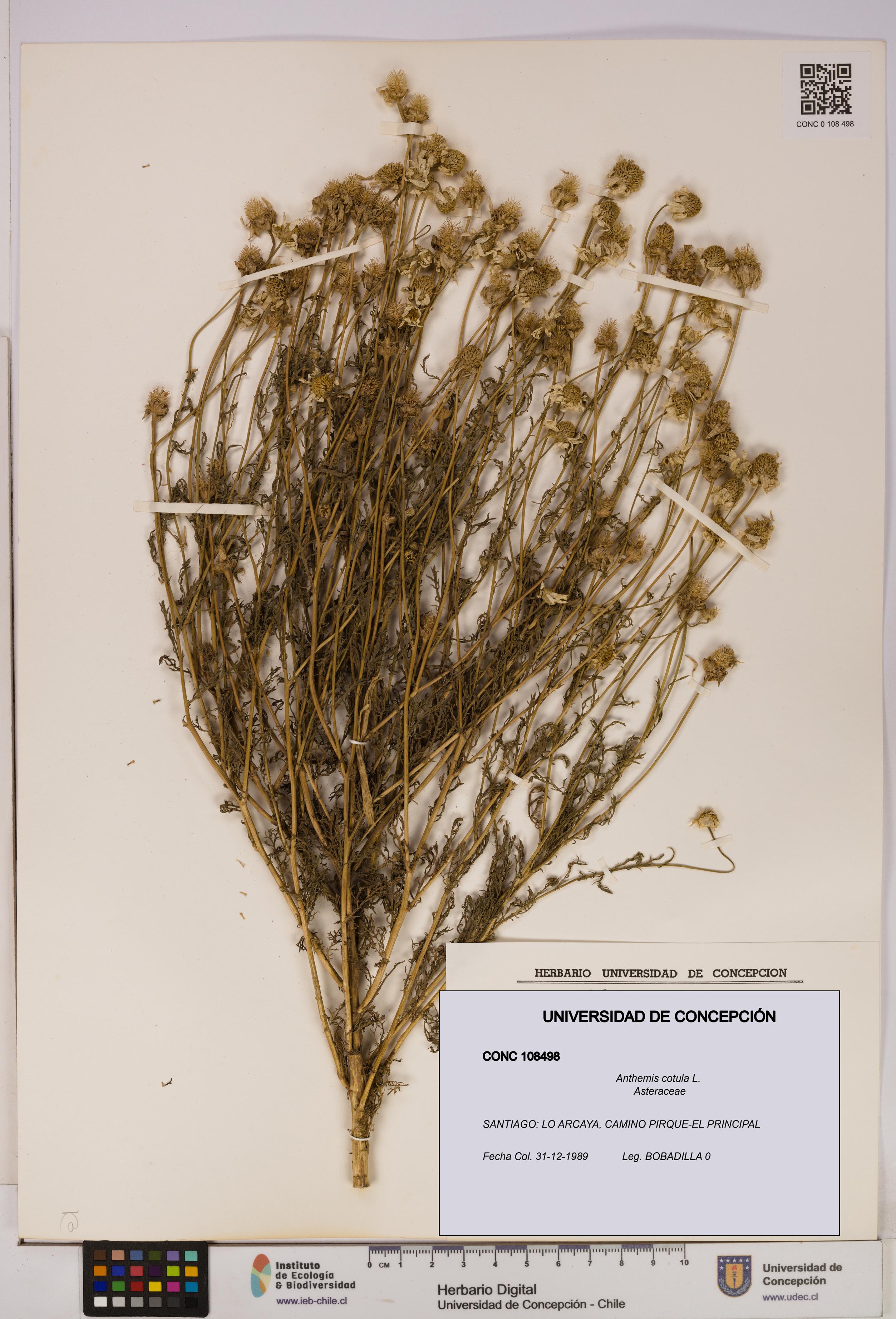 Anthemis cotula [Espécimen: UDEC:CONC:0108498]