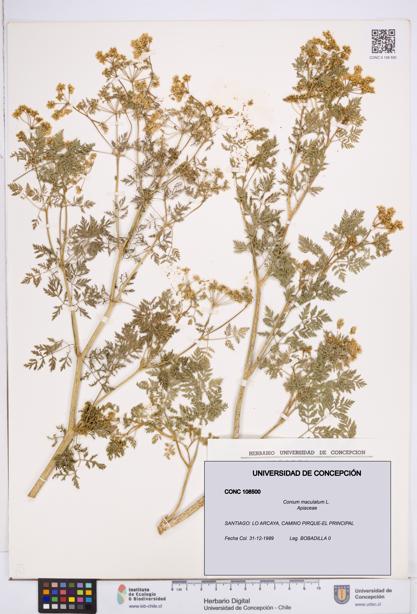 Conium maculatum [Espécimen: ]