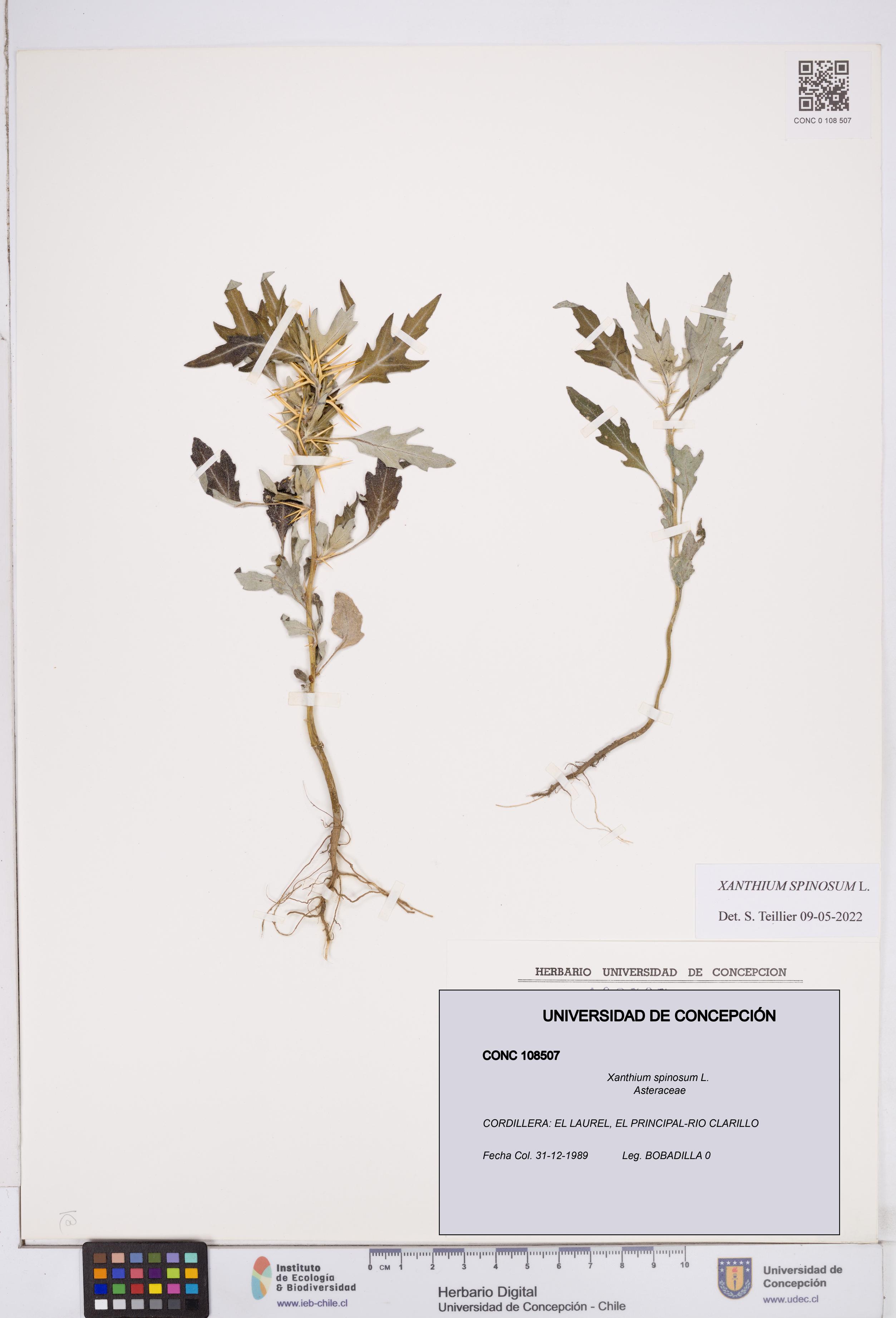Xanthium spinosum [Espécimen: ]