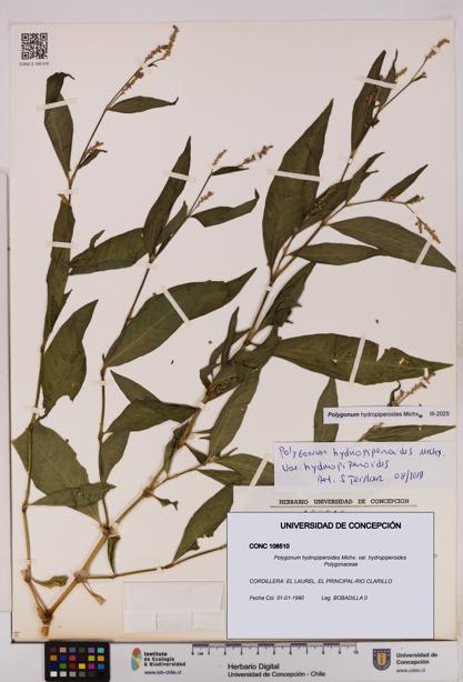 Polygonum hydropiperoides var. hydropiperoides [Espécimen: UDEC:CONC:0108510]
