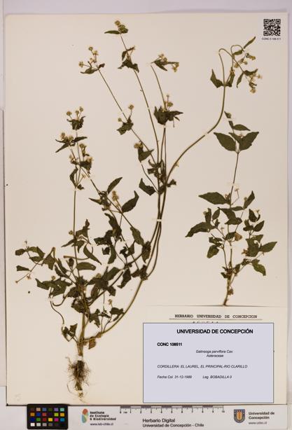 Galinsoga parviflora [Espécimen: UDEC:CONC:0108511]
