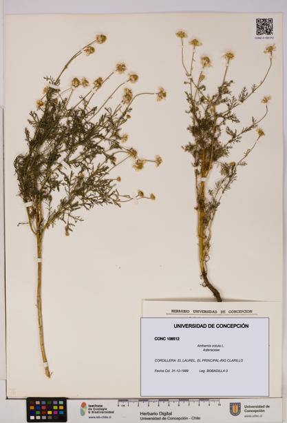 Anthemis cotula [Espécimen: UDEC:CONC:0108512]