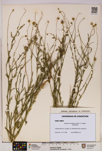 Helenium aromaticum [Espécimen: UDEC:CONC:0108513]