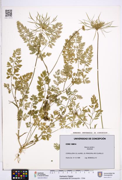 Daucus carota [Espécimen: ]