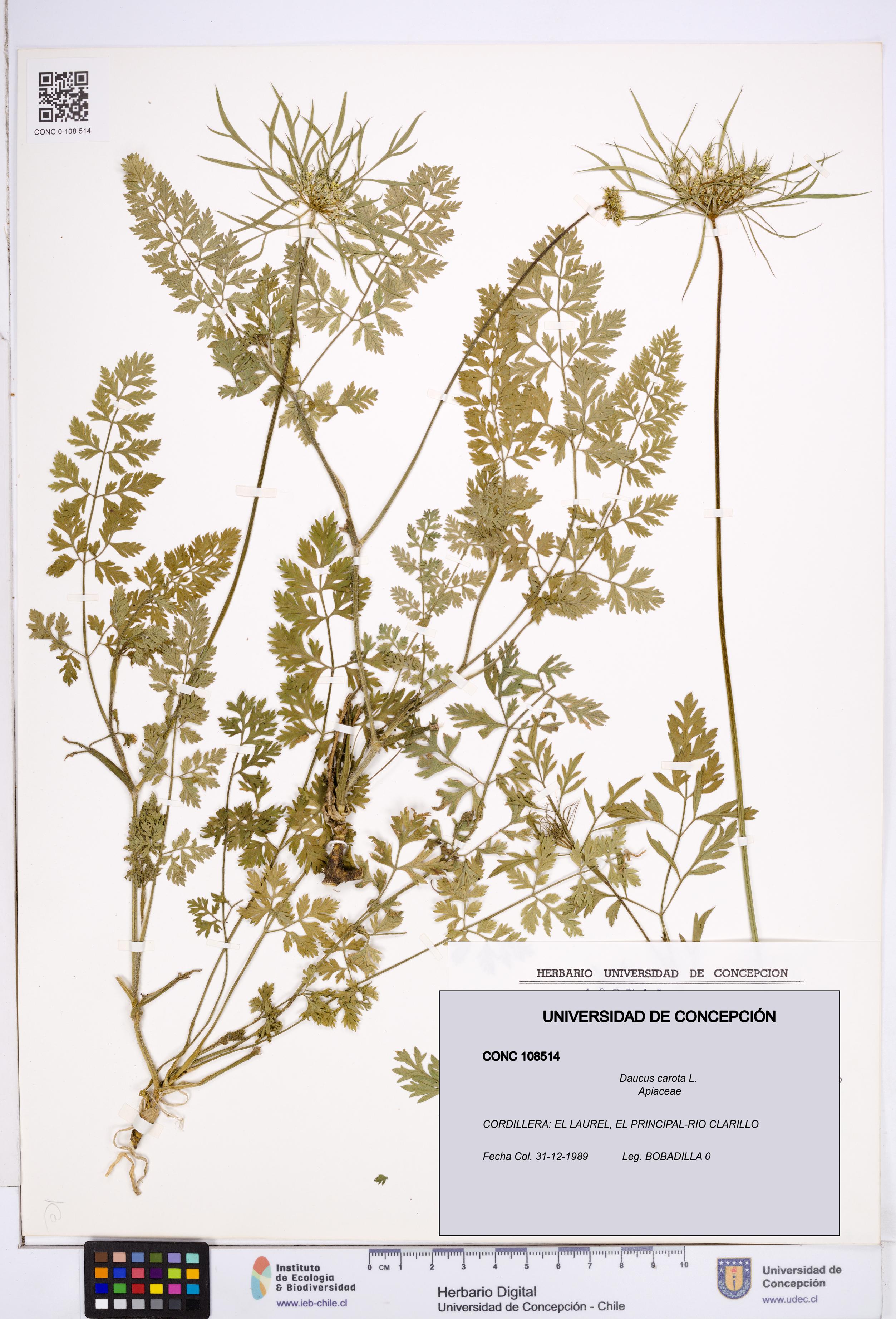 Daucus carota [Espécimen: ]
