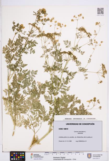 Conium maculatum [Espécimen: ]