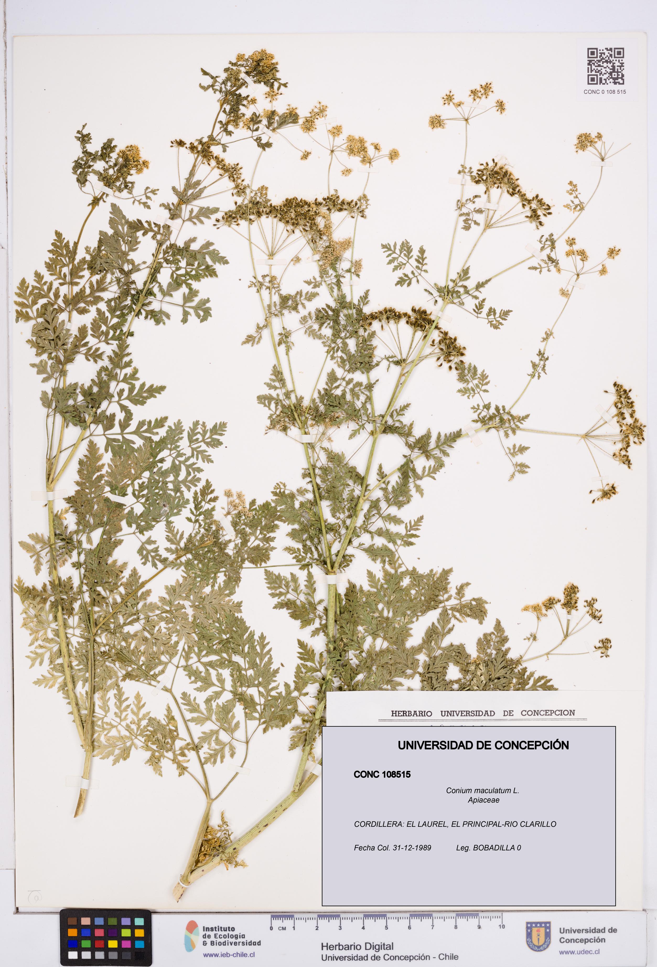 Conium maculatum [Espécimen: ]