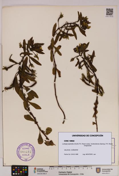 Ludwigia peploides [Espécimen: UDEC:CONC:0108522]