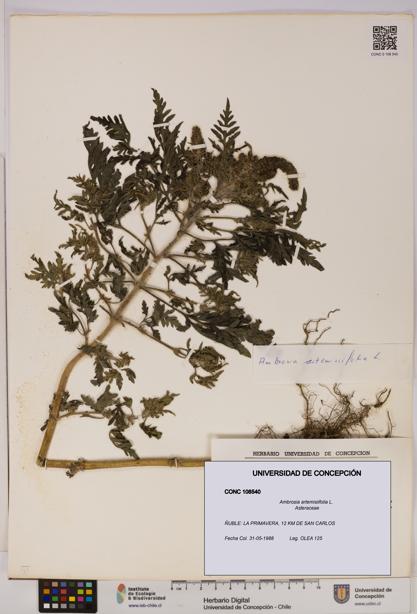 Ambrosia artemisiifolia [Espécimen: UDEC:CONC:0108540]