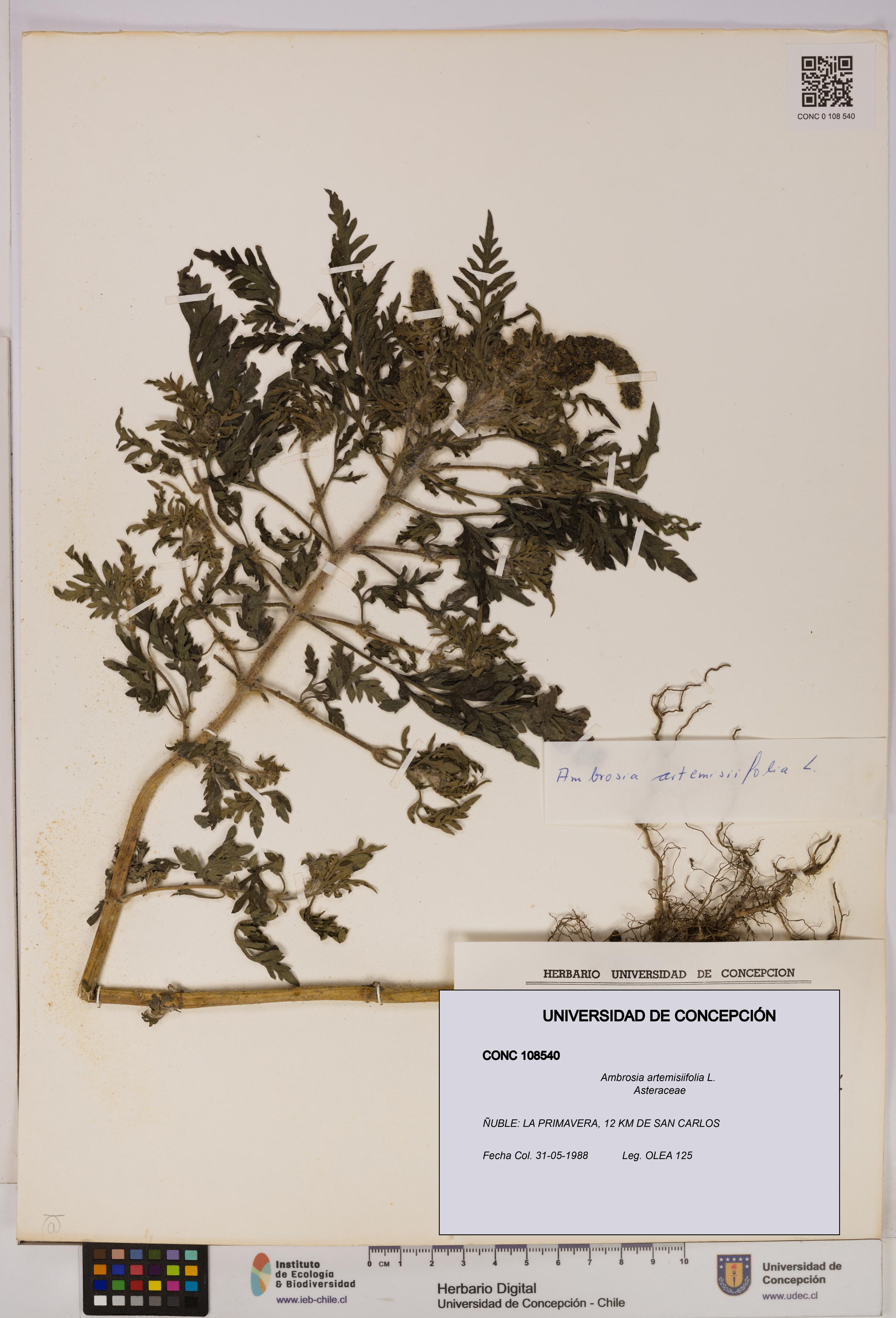 Ambrosia artemisiifolia [Espécimen: UDEC:CONC:0108540]