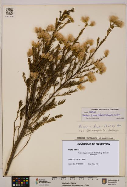 Baccharis pycnocephala [Espécimen: UDEC:CONC:0108541]