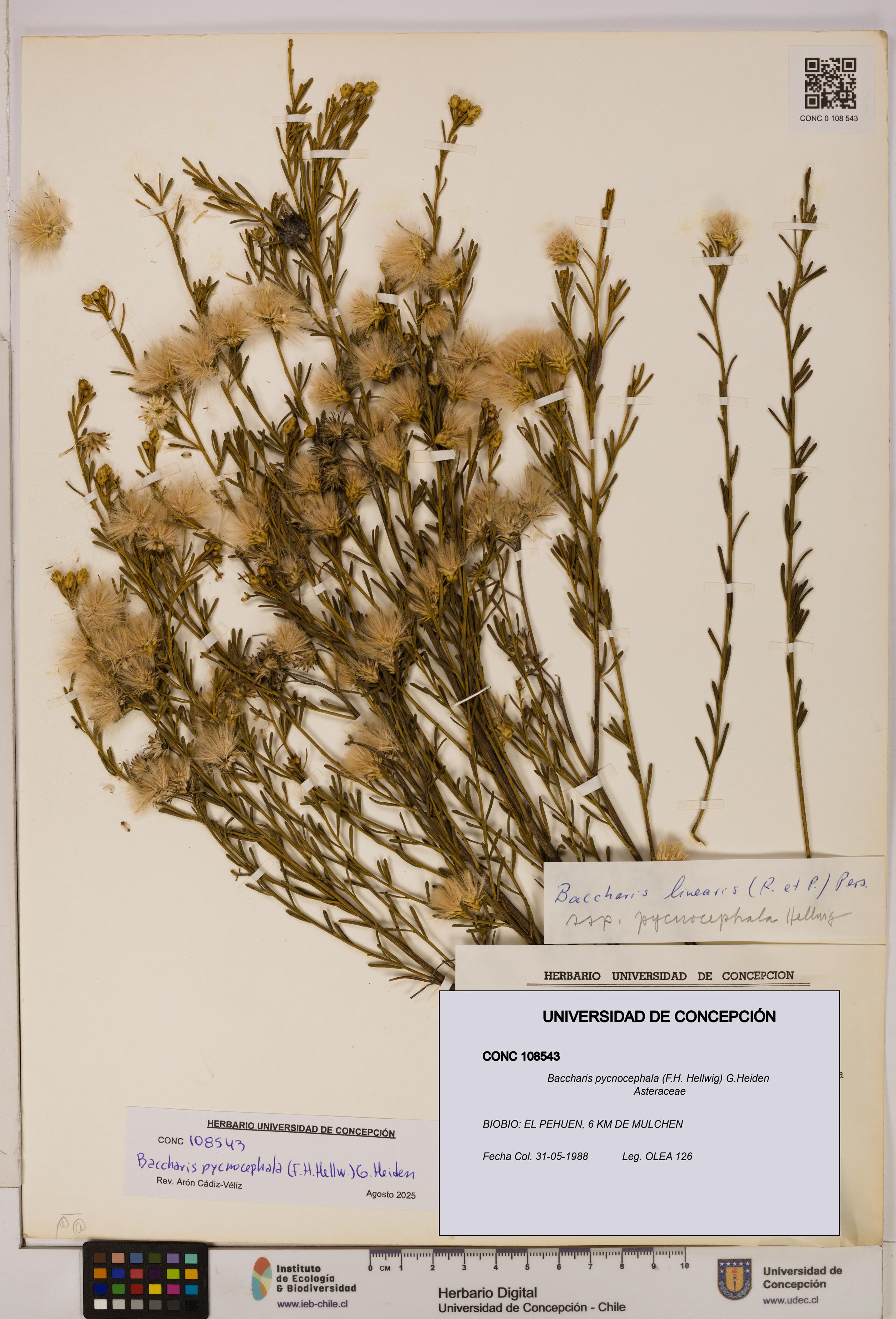Baccharis pycnocephala [Espécimen: UDEC:CONC:0108543]