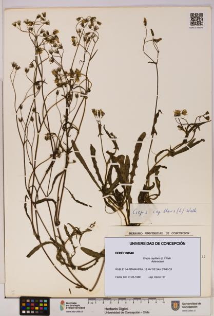 Crepis capillaris [Espécimen: UDEC:CONC:0108549]