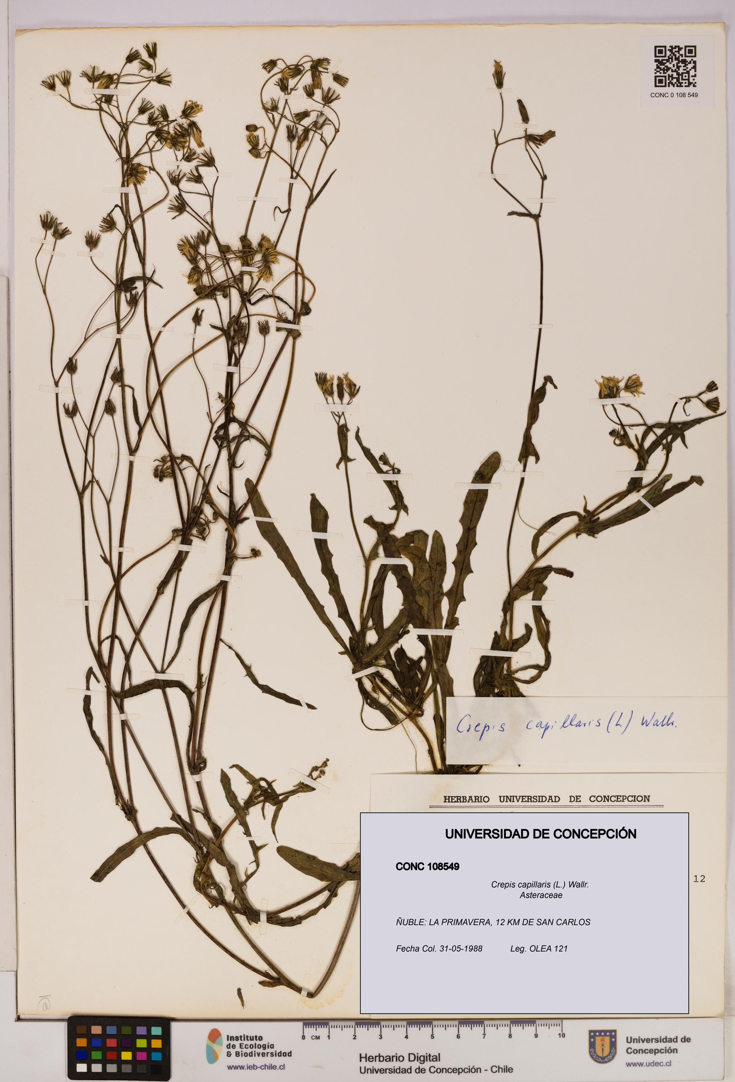 Crepis capillaris [Espécimen: UDEC:CONC:0108549]