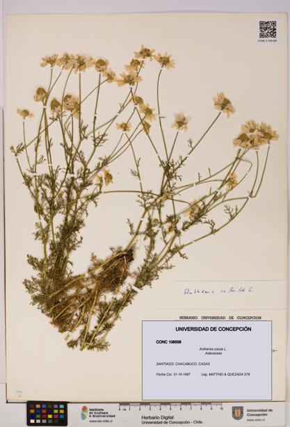 Anthemis cotula [Espécimen: UDEC:CONC:0108558]