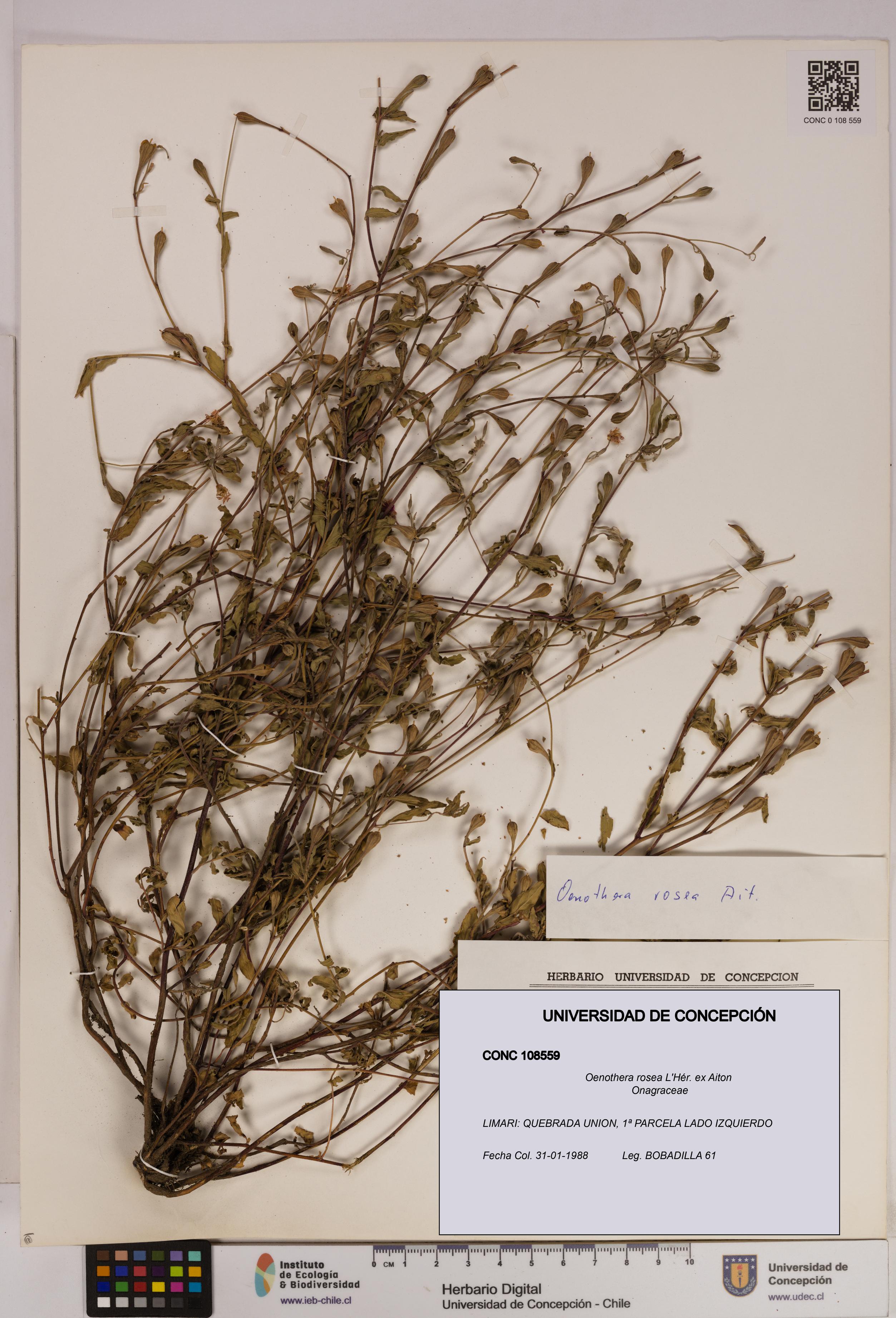Oenothera rosea [Espécimen: UDEC:CONC:0108559]