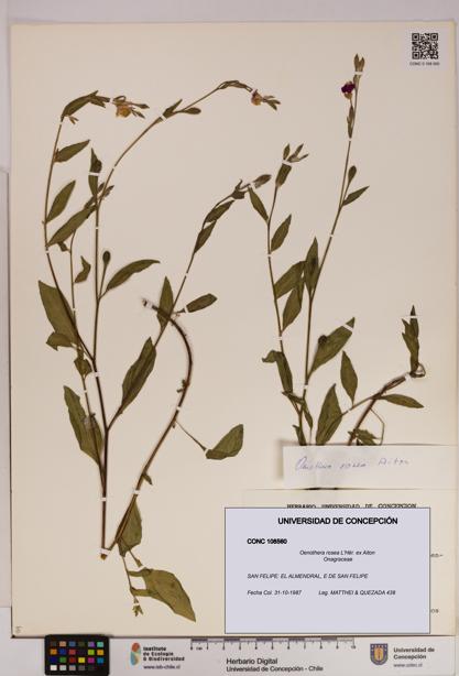 Oenothera rosea [Espécimen: UDEC:CONC:0108560]