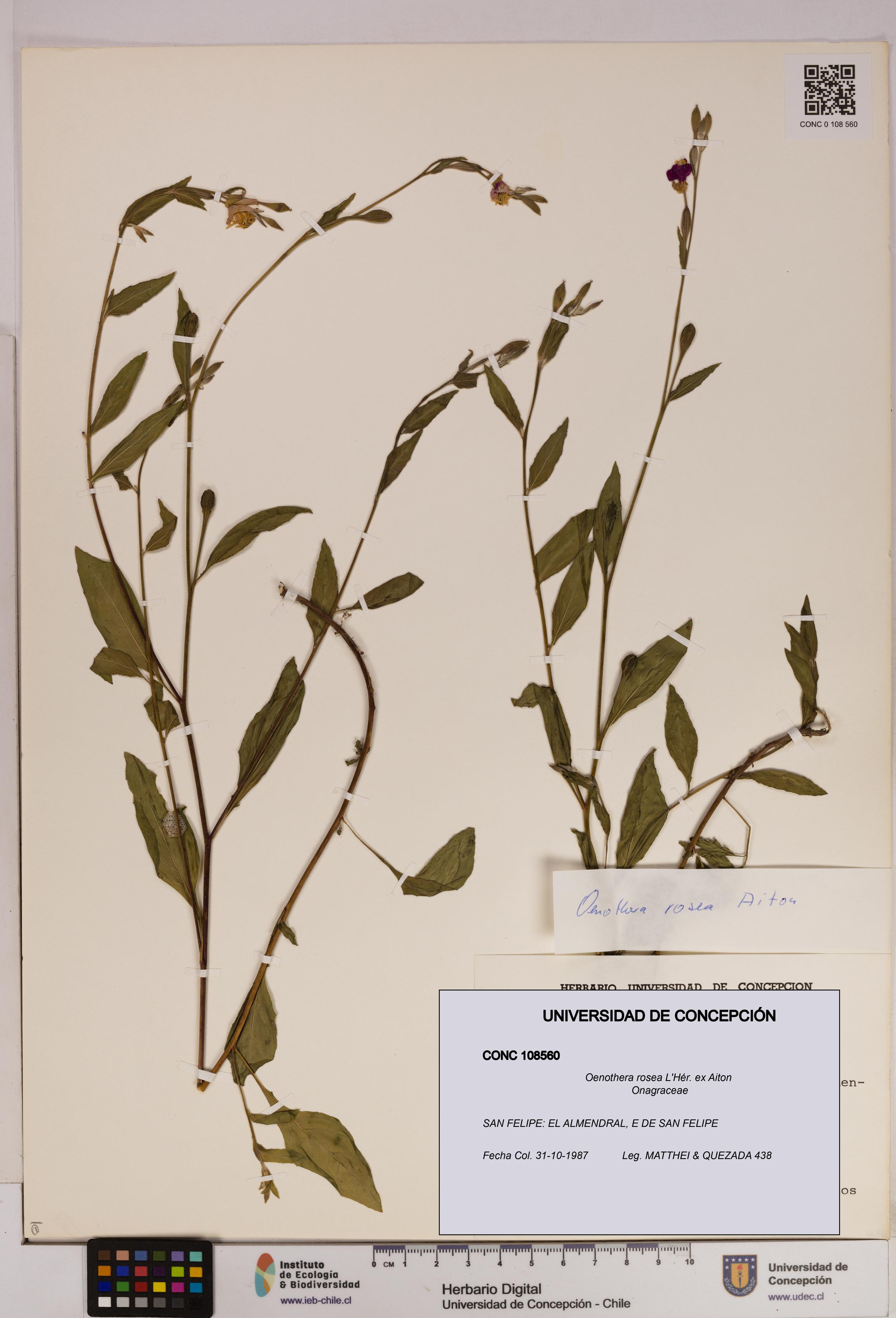Oenothera rosea [Espécimen: UDEC:CONC:0108560]