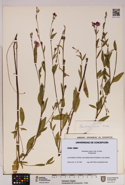 Oenothera rosea [Espécimen: UDEC:CONC:0108561]
