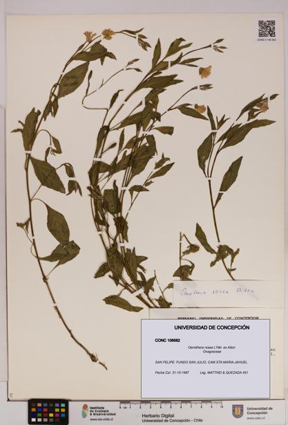 Oenothera rosea [Espécimen: UDEC:CONC:0108562]