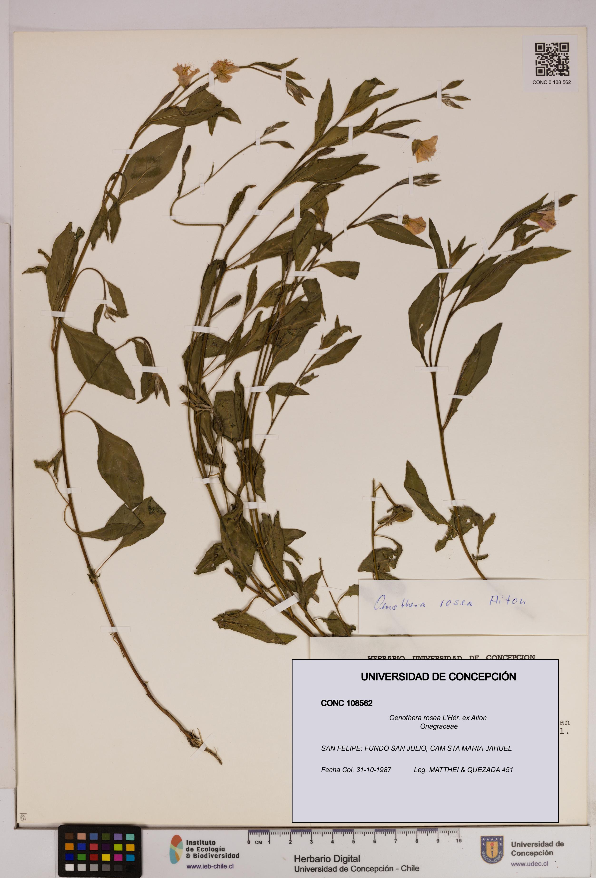 Oenothera rosea [Espécimen: UDEC:CONC:0108562]