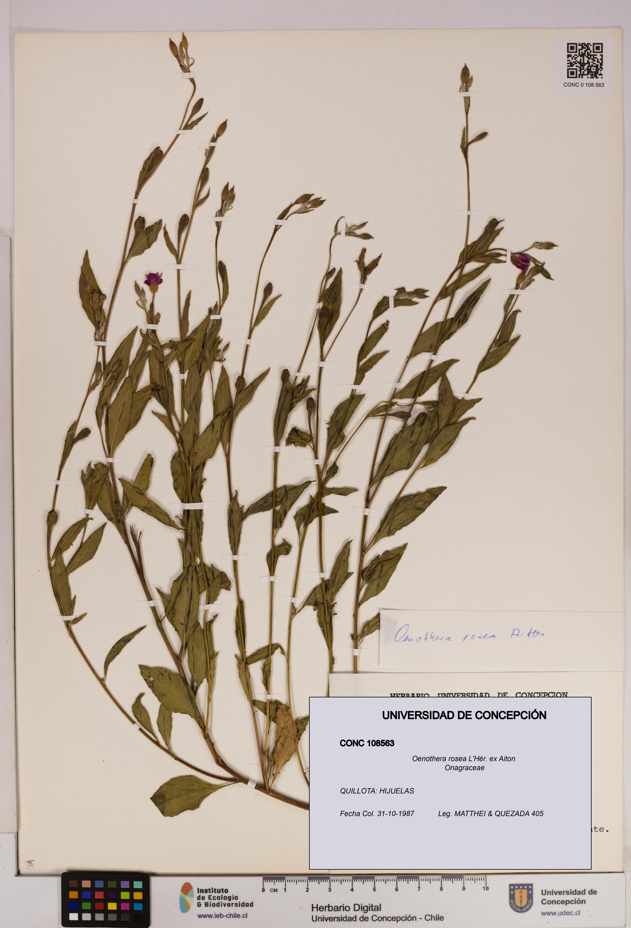 Oenothera rosea [Espécimen: UDEC:CONC:0108563]