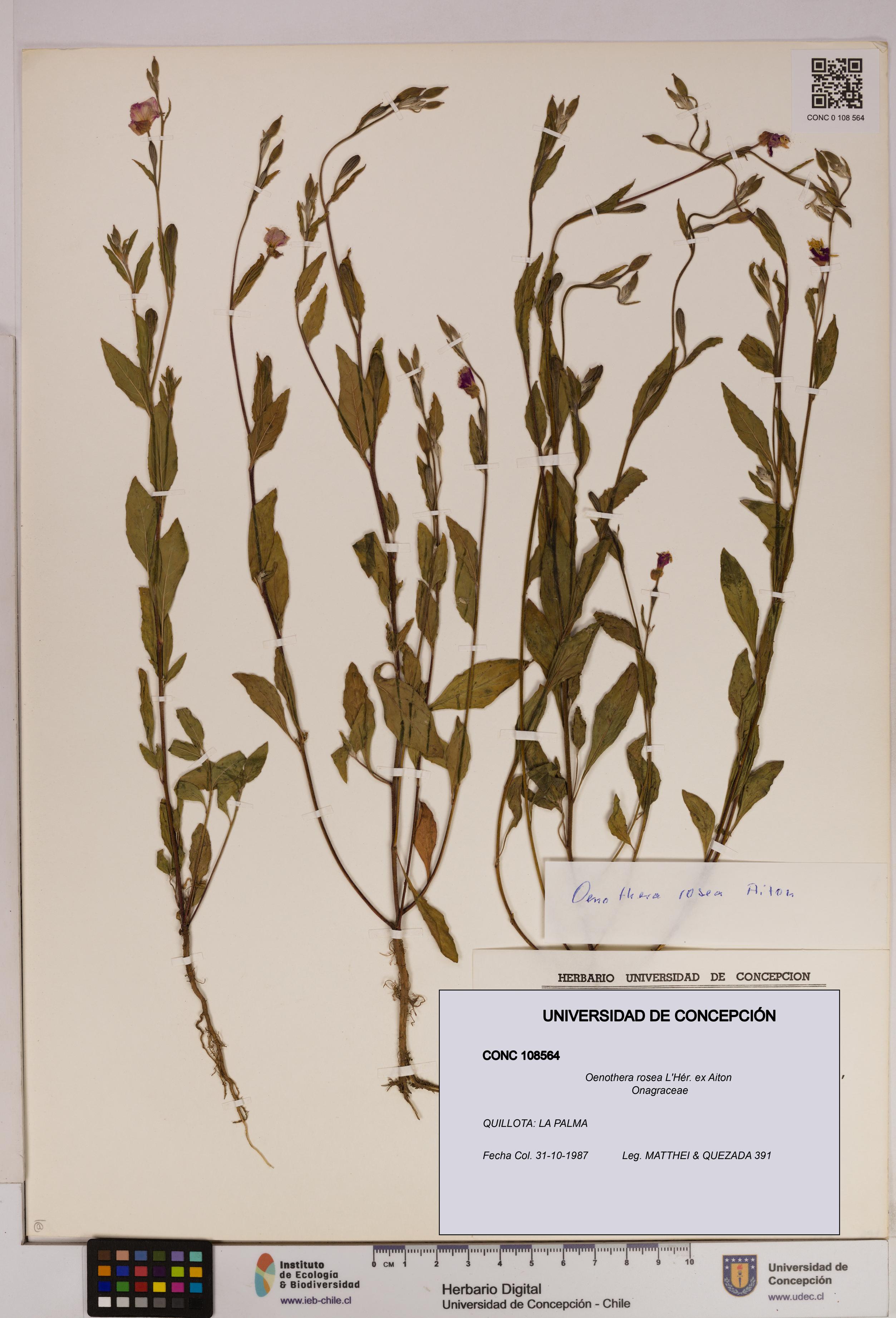 Oenothera rosea [Espécimen: UDEC:CONC:0108564]