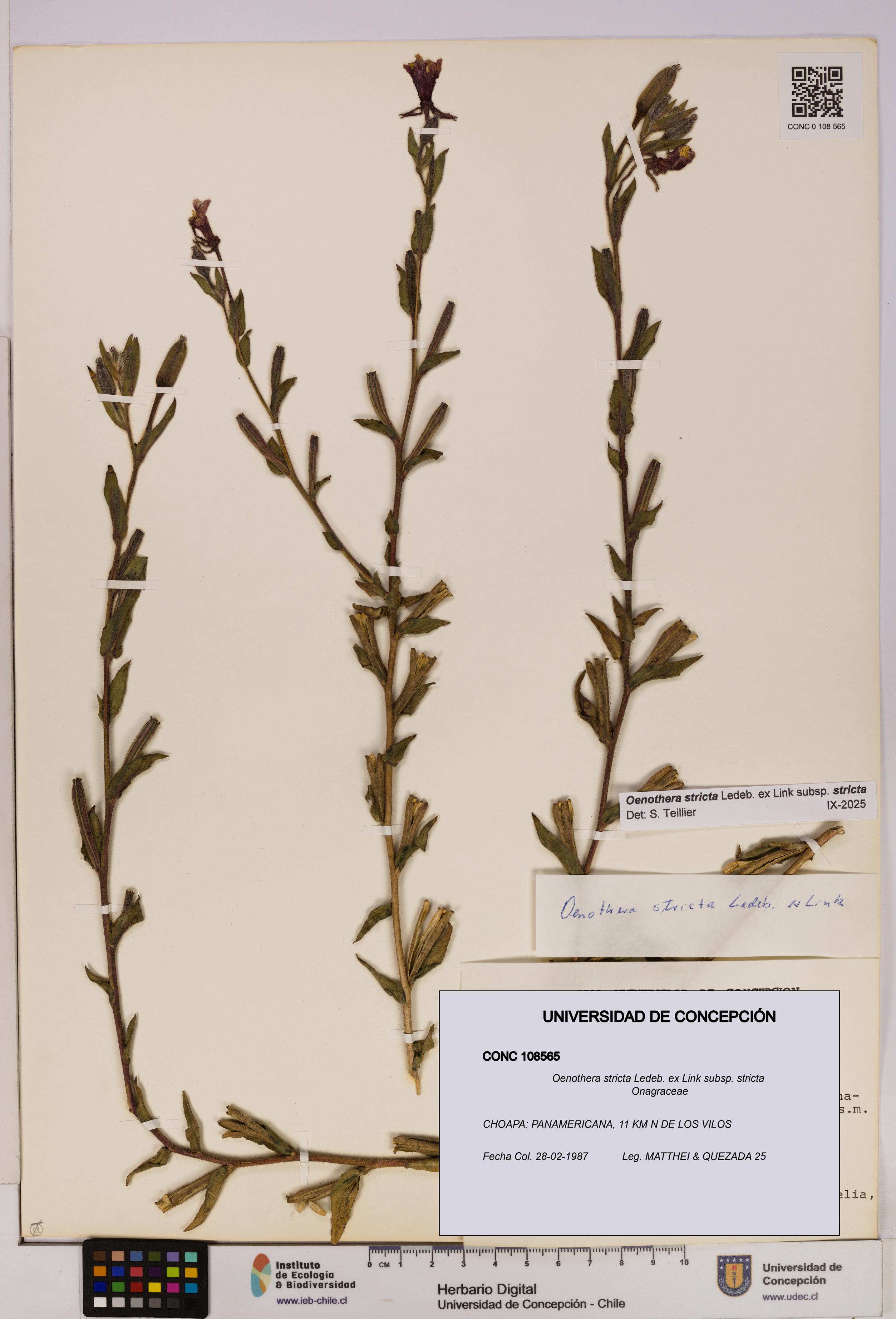 Oenothera stricta subsp. stricta [Espécimen: UDEC:CONC:0108565]