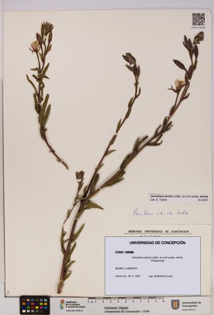 Oenothera stricta subsp. stricta [Espécimen: UDEC:CONC:0108566]
