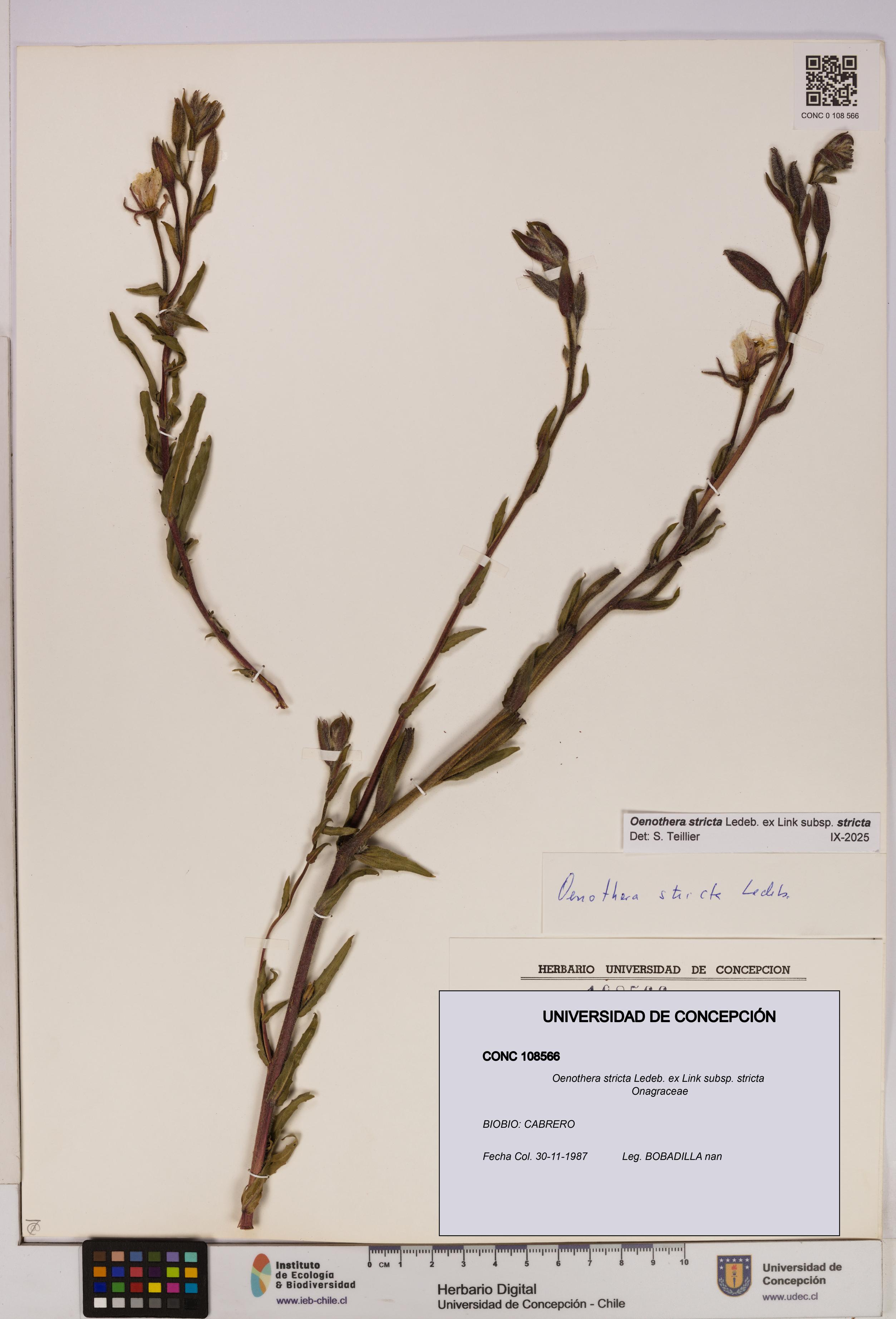 Oenothera stricta subsp. stricta [Espécimen: UDEC:CONC:0108566]
