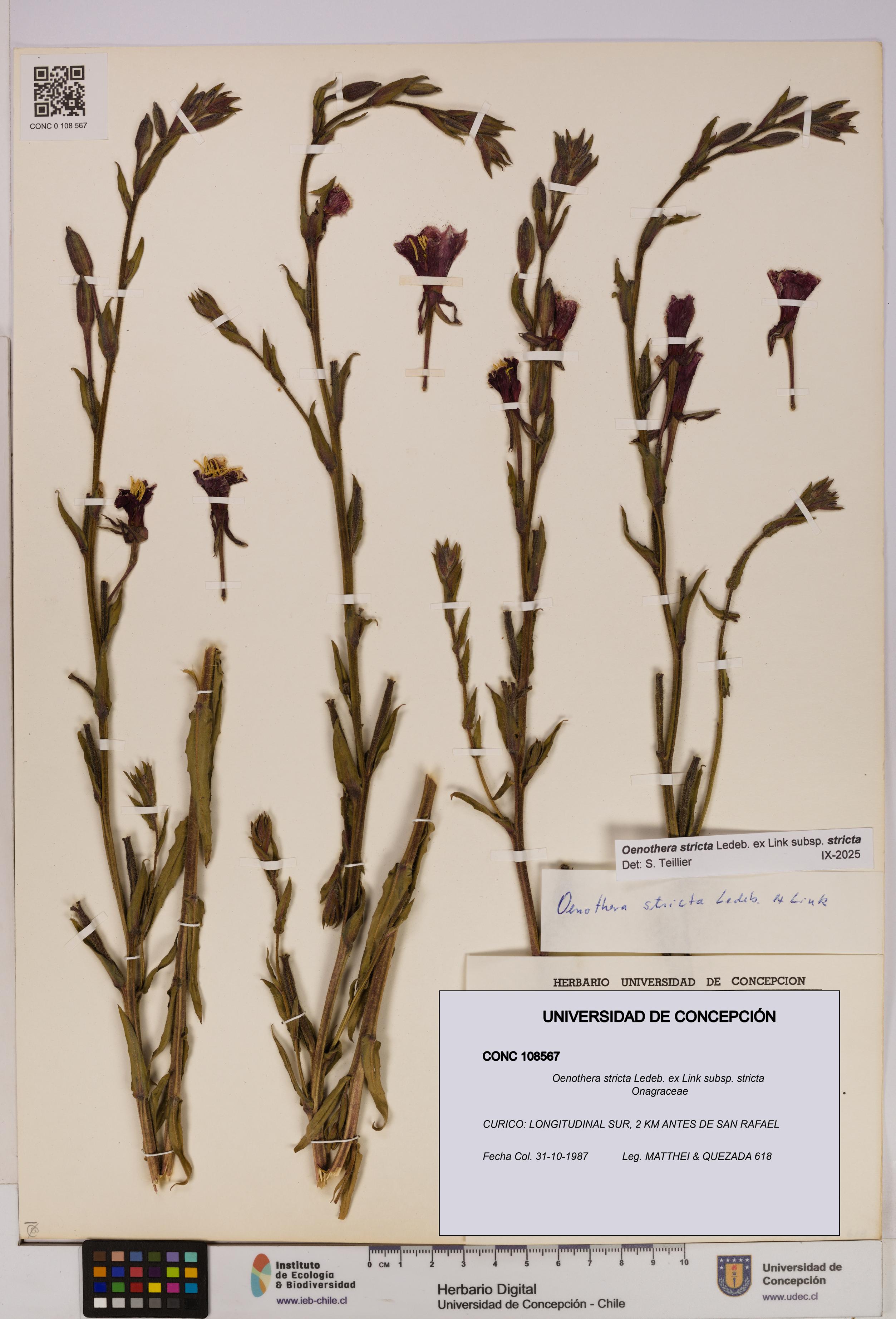 Oenothera stricta subsp. stricta [Espécimen: UDEC:CONC:0108567]
