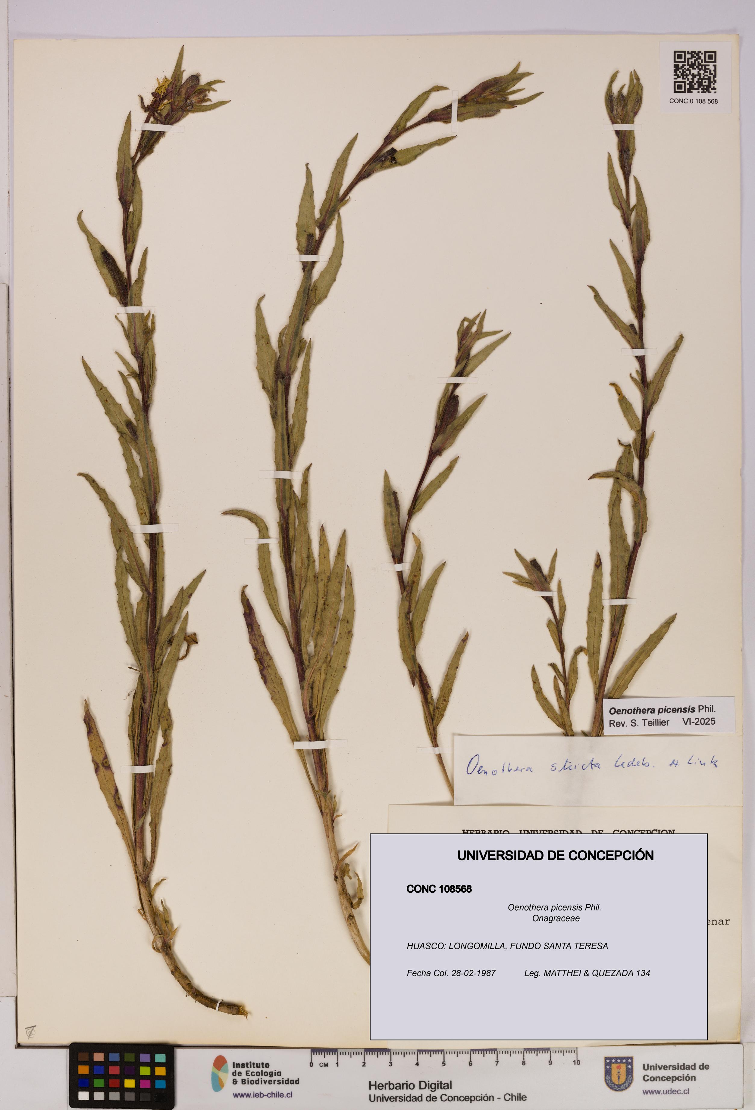 Oenothera picensis [Espécimen: UDEC:CONC:0108568]
