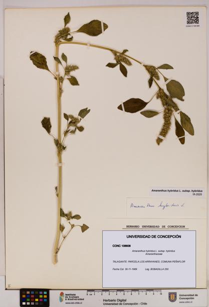 Amaranthus hybridus [Espécimen: UDEC:CONC:0108608]