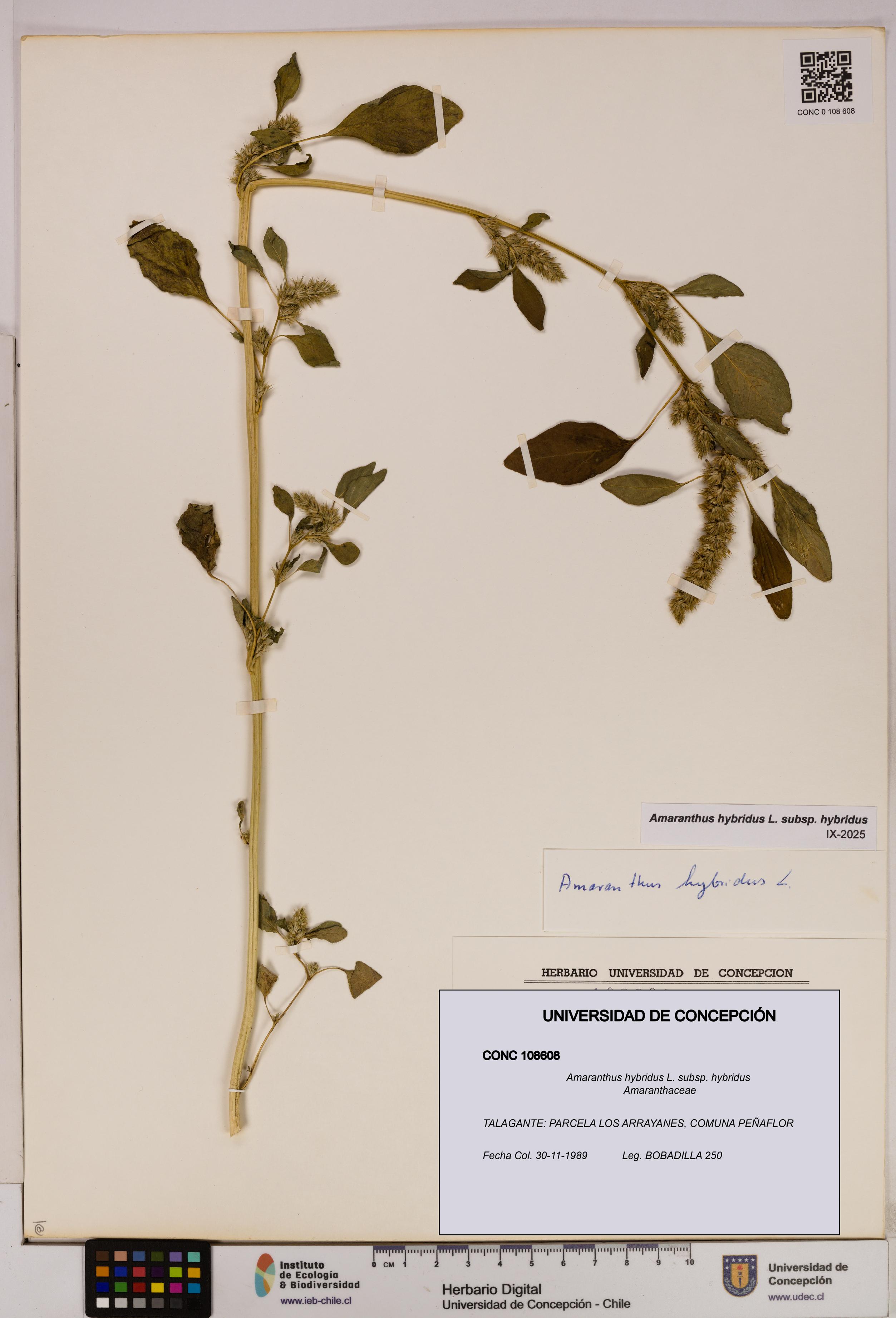 Amaranthus hybridus [Espécimen: UDEC:CONC:0108608]