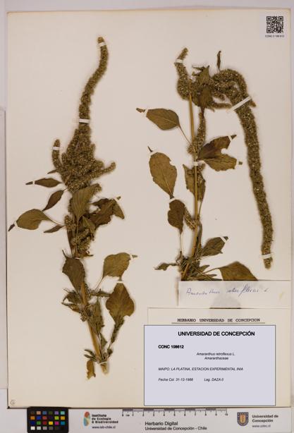 Amaranthus retroflexus [Espécimen: UDEC:CONC:0108612]