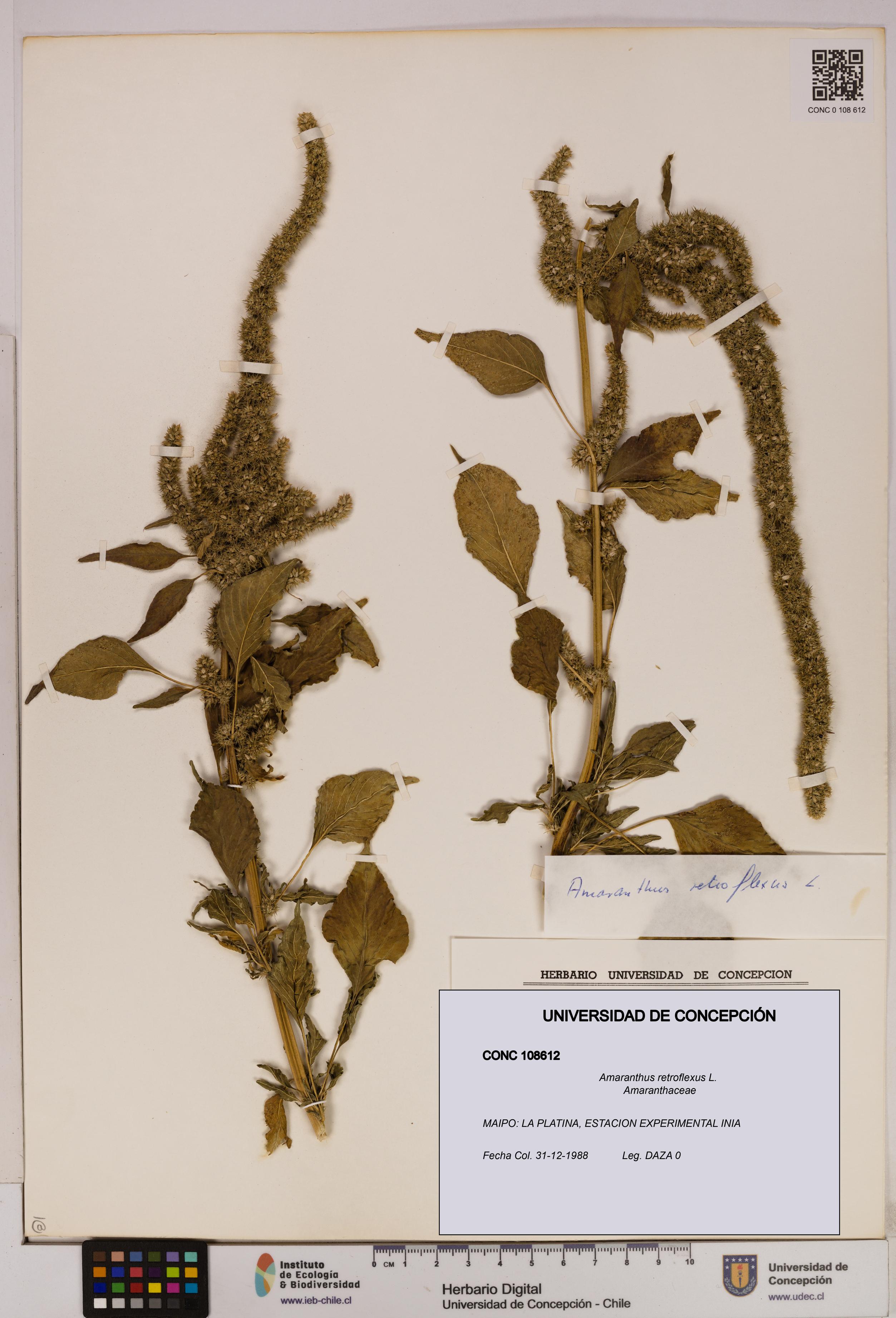 Amaranthus retroflexus [Espécimen: UDEC:CONC:0108612]