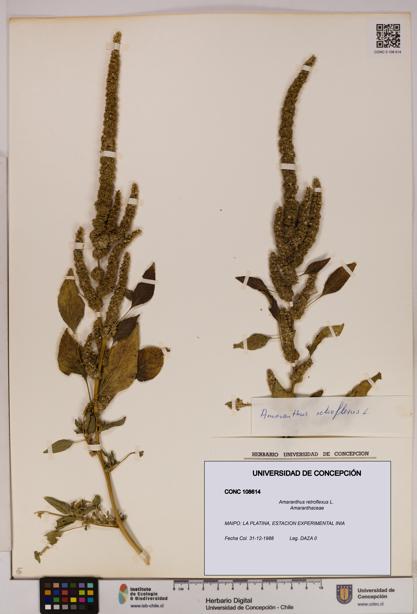 Amaranthus retroflexus [Espécimen: UDEC:CONC:0108614]