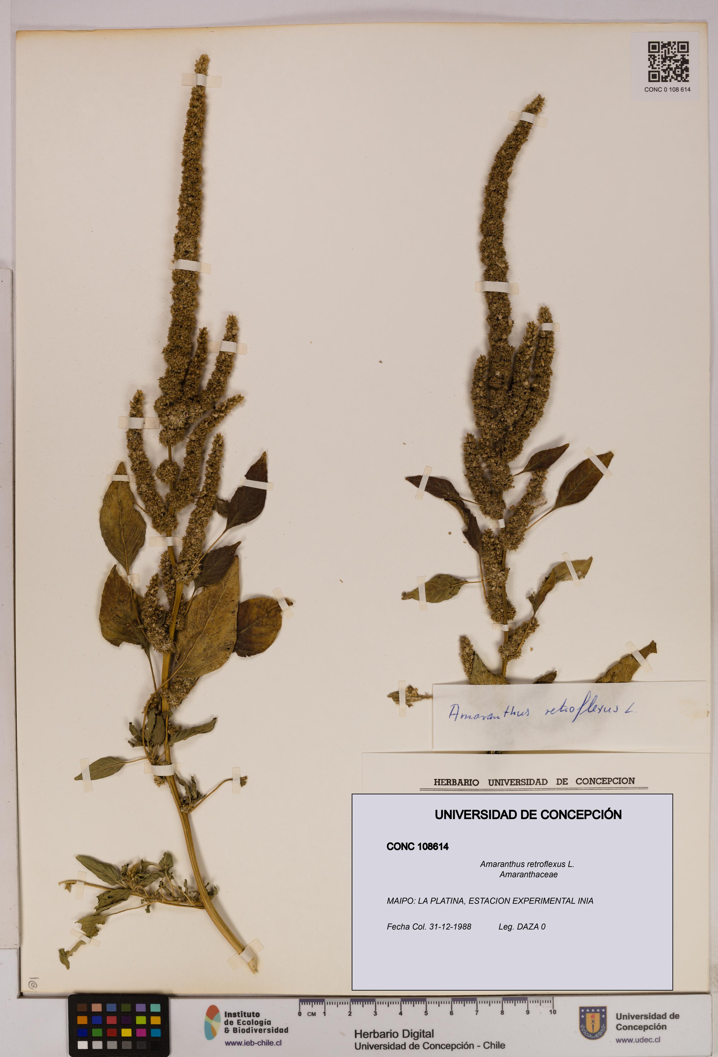 Amaranthus retroflexus [Espécimen: UDEC:CONC:0108614]