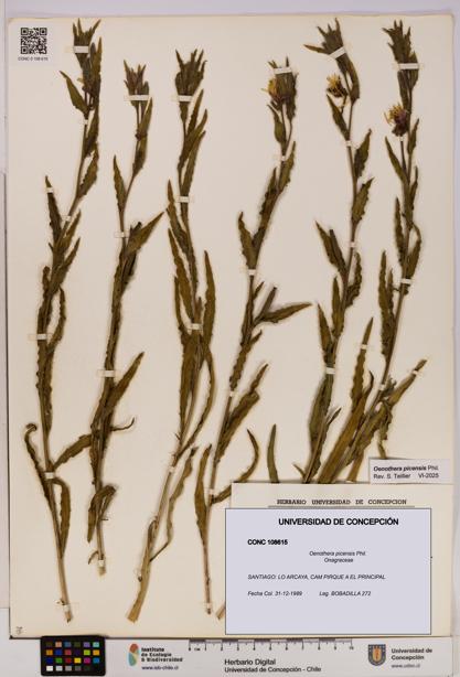 Oenothera picensis [Espécimen: UDEC:CONC:0108615]