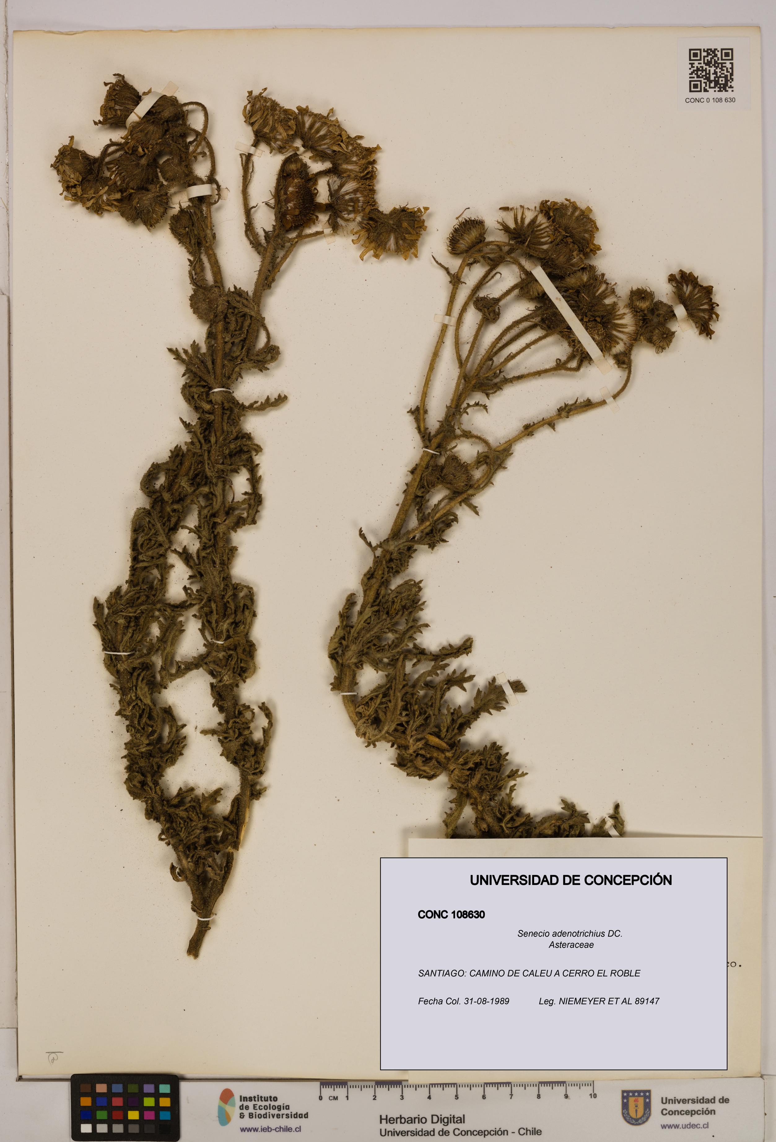 Senecio adenotrichius [Espécimen: UDEC:CONC:0108630]