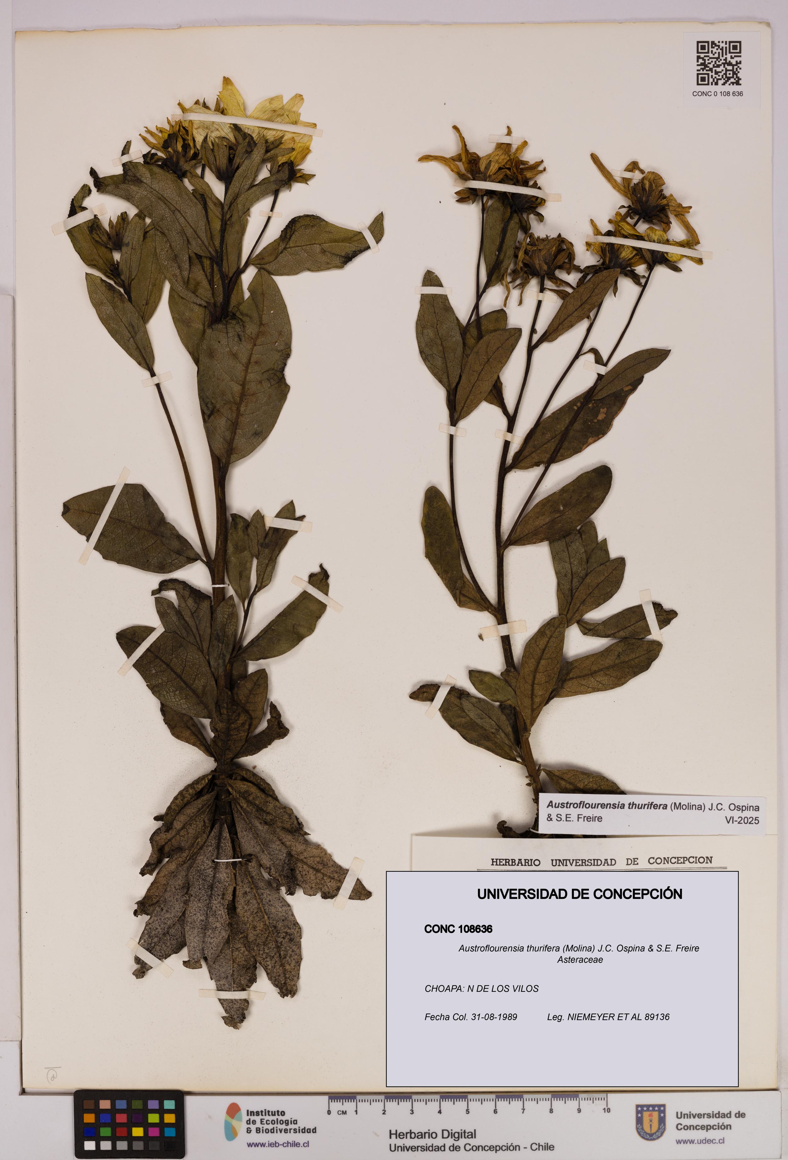 Austroflourensia thurifera [Espécimen: UDEC:CONC:0108636]