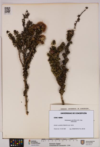 Haplopappus parvifolius [Espécimen: UDEC:CONC:0108639]