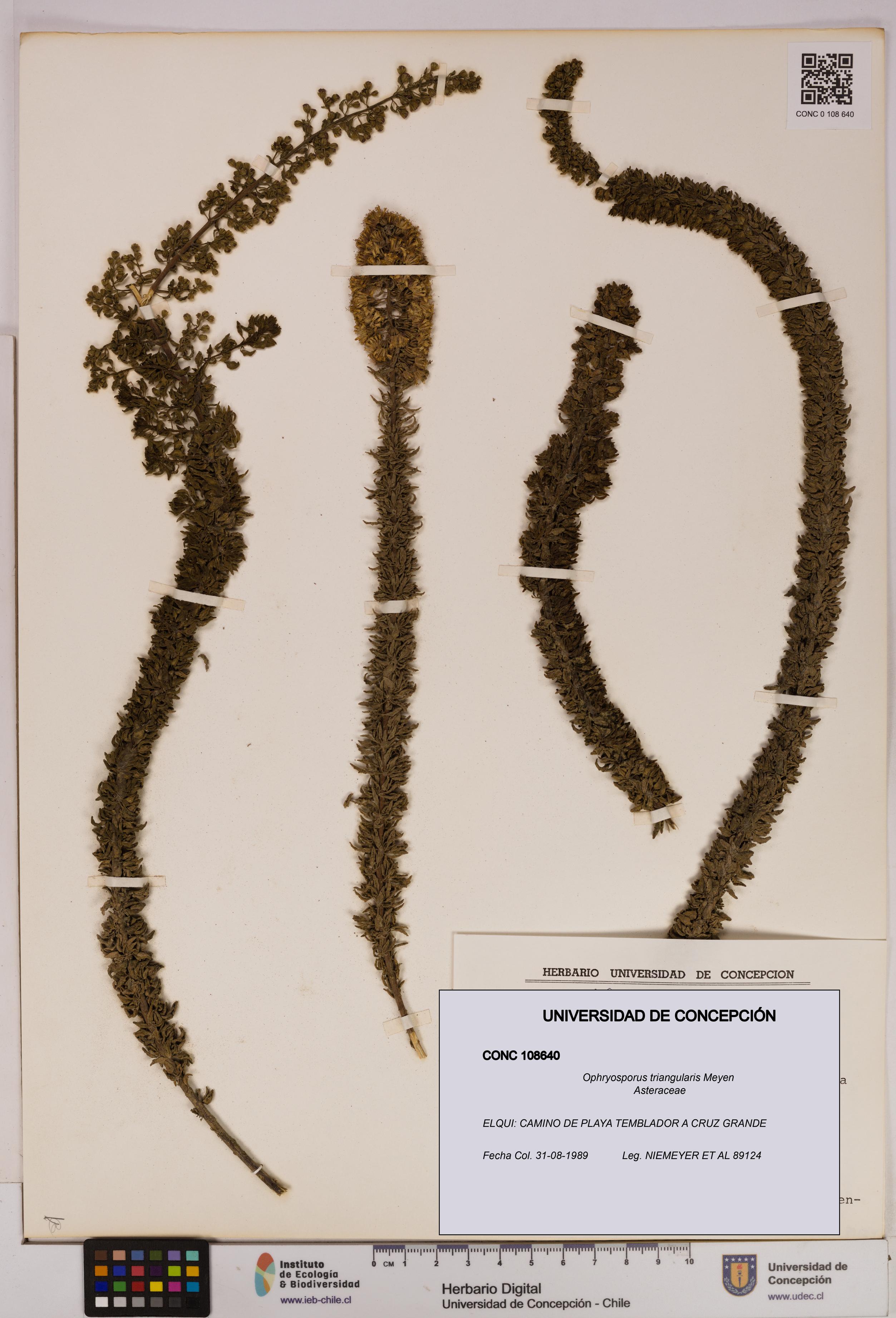 Ophryosporus triangularis [Espécimen: UDEC:CONC:0108640]